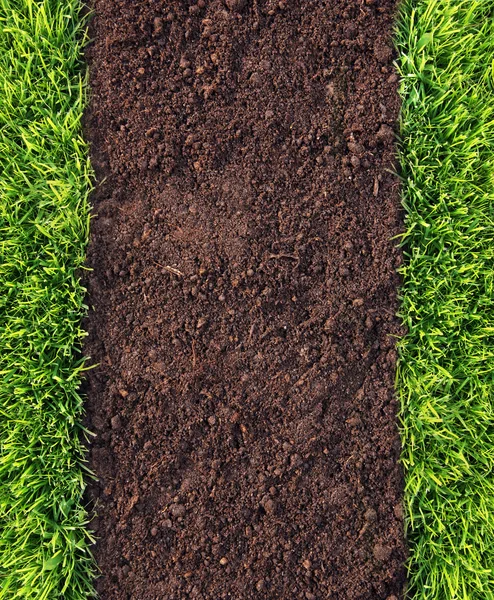 Zdravý vzorek trávy a zeminy — Stock fotografie