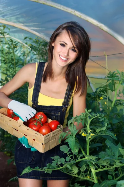 Cultiver des tomates — Photo