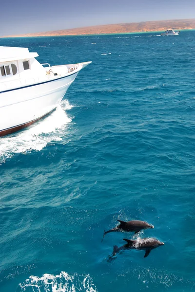 stock image Red Sea dolphins