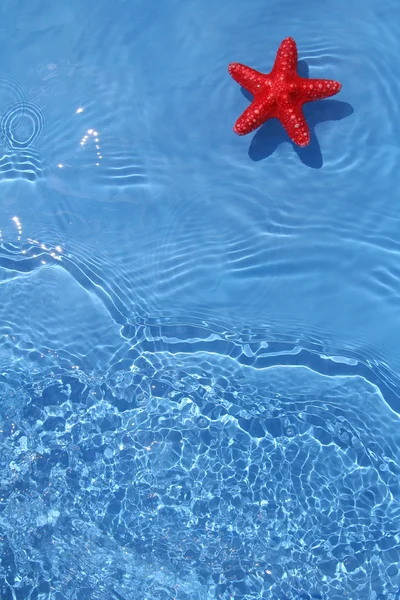 Cute starfish in the water — Stock Photo, Image