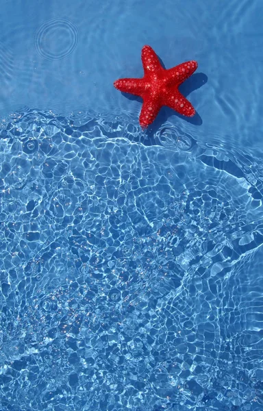 水の中のかわいいヒトデ — ストック写真
