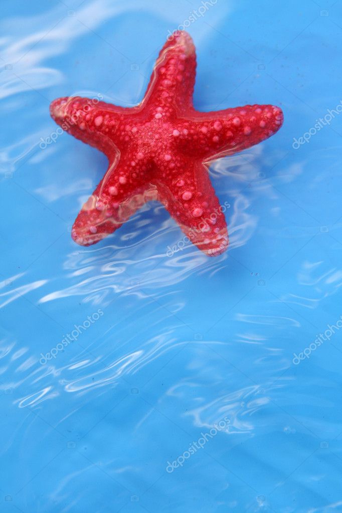 Cute starfish in the water — Stock Photo © NinaMalyna #5854139