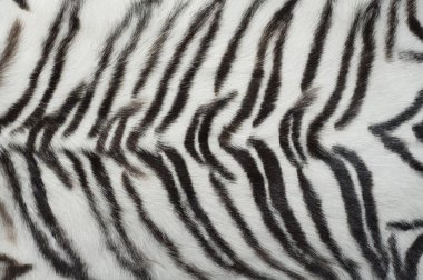 White animal tiger fur clipart