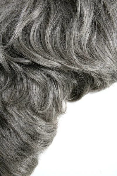 Pelo gris — Foto de Stock