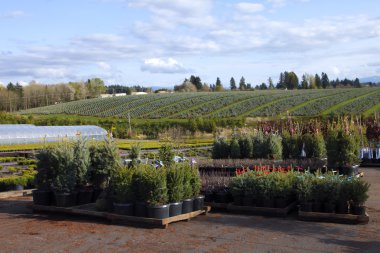 Oregon nurseries and seedling plants clipart