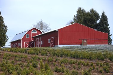 Large red barns. clipart