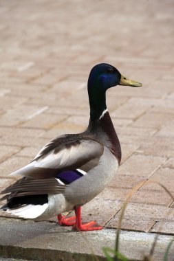 Mallard erkek ördek.