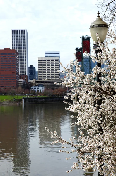 Sign of Spring, Portland Oregon. — Stock Photo, Image