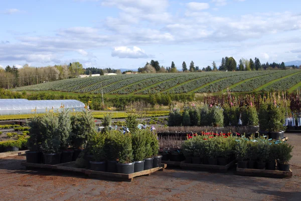 オレゴン州の養樹園および実生植物 — ストック写真