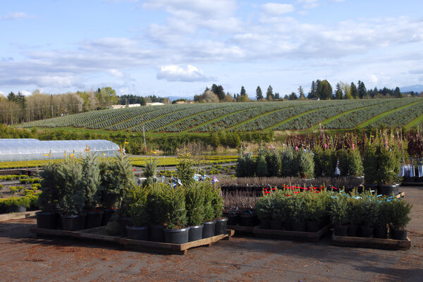 Орегонские питомники и саженцы
