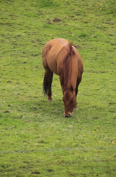 马在田里吃草. — 图库照片