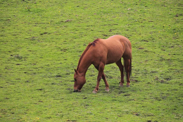 马在田里吃草. — 图库照片