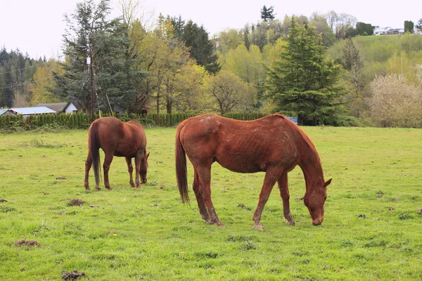 Grazing cavalos em um campo . — Fotografia de Stock