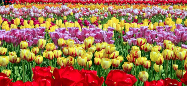 A tulipán mező. — Stock Fotó