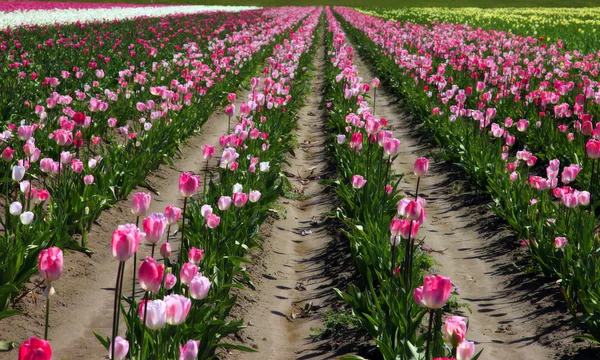 Champ de tulipes dans une ferme . — Photo
