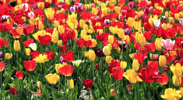 Тюльпаны. — стоковое фото