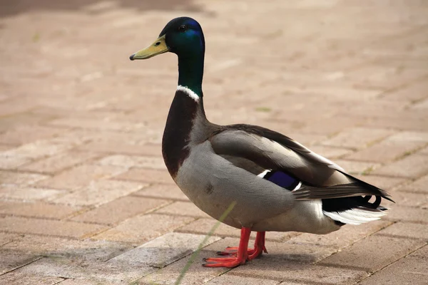 stock image Mallard male duck.