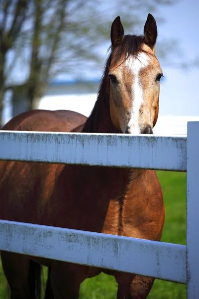 Hästen bakom ett staket. — Stockfoto