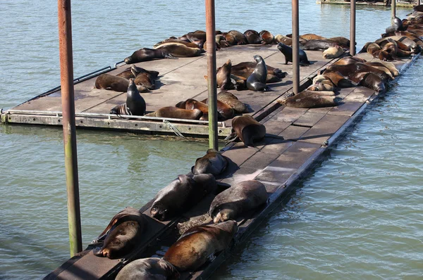 Seelöwen sonnen sich in einem Yachthafen in astoria oregon. — Stockfoto