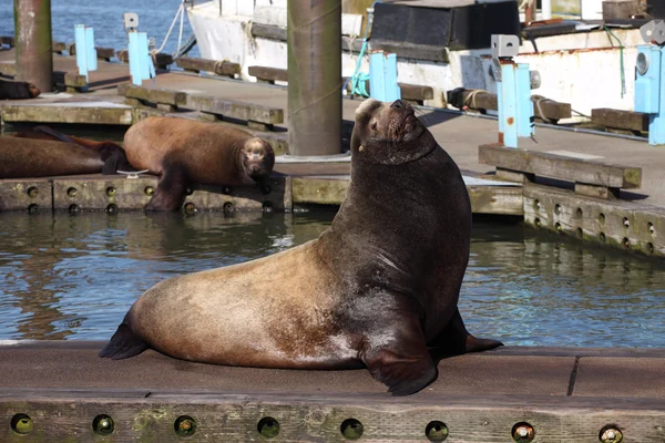 Sea-lions basking at a marina in Astoria Oregon. — Stock Photo, Image