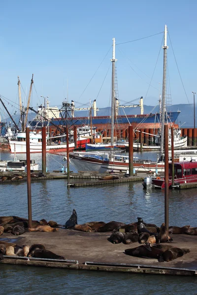 Zeeleeuwen koesteren op een jachthaven in astoria (Oregon). — Stockfoto
