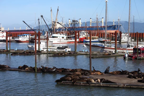 Seelöwen sonnen sich in einem Yachthafen in astoria oregon. — Stockfoto