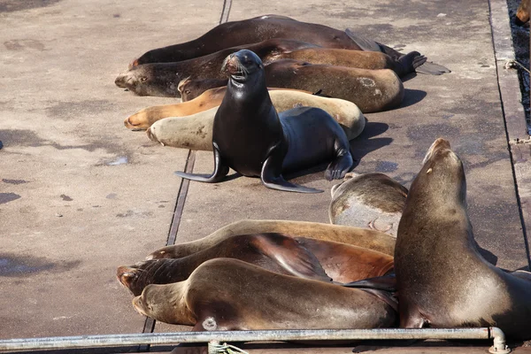 Sea-lions basking at a marina in Astoria Oregon. — Stock Photo, Image