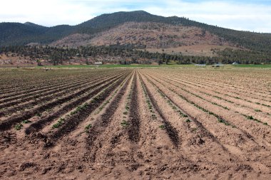 Farmland in southern Oregon. clipart