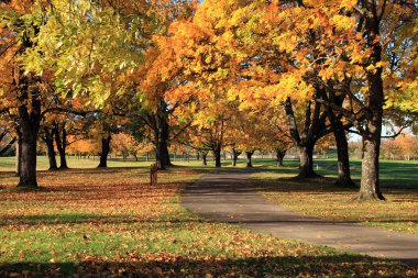 Autumn season, NW Oregon. clipart