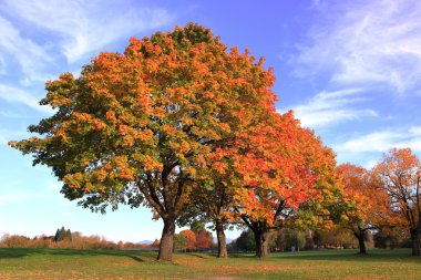 Autumn colors. clipart