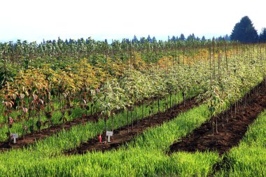 Oregon'daki bir ağacı çiftliği.