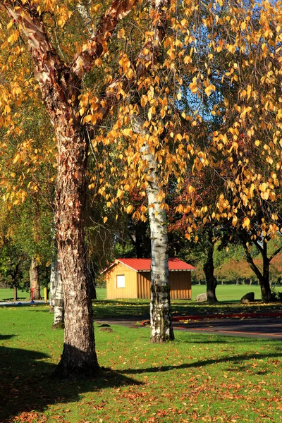 Troncos de árvore e cores de outono . — Fotografia de Stock