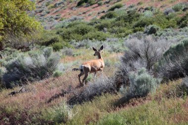 Deer in a wild south Oregon countryside. clipart