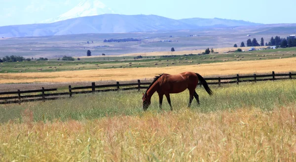 Лошадь в поле, штат Вашингтон . — стоковое фото