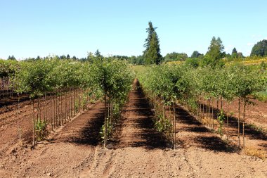 Tree farm, Oregon. clipart