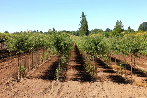 Tree farm, Oregon. — Stock Photo, Image
