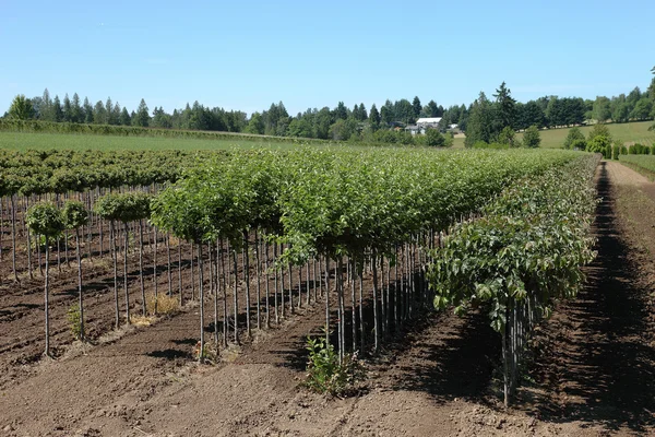 Tree farm, Oregon. — Stock Photo, Image