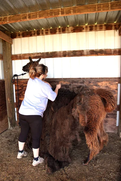 Shaving a lama. — Stock Photo, Image