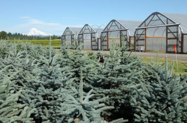 Greenhouse plant nurseries, Oregon clipart