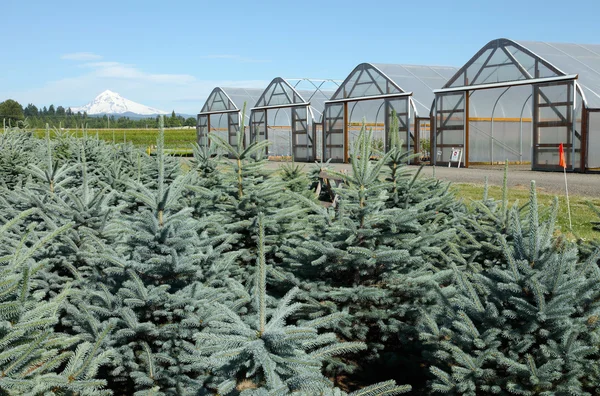 Парниковий розсадники рослин, Орегон — стокове фото