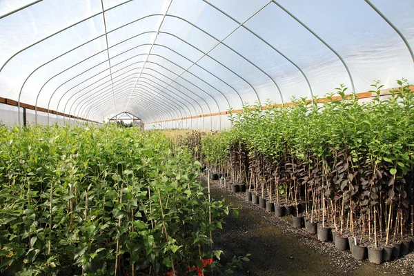 Viveiro de plantas com efeito de estufa, Oregon — Fotografia de Stock