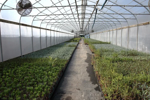 stock image Greenhouse plant nursery, Oregon