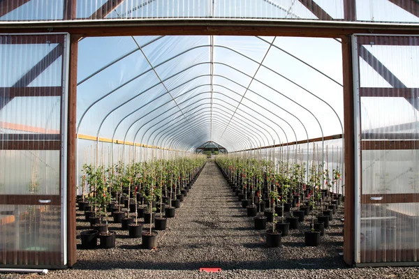 Viveiro de plantas com efeito de estufa, Oregon — Fotografia de Stock