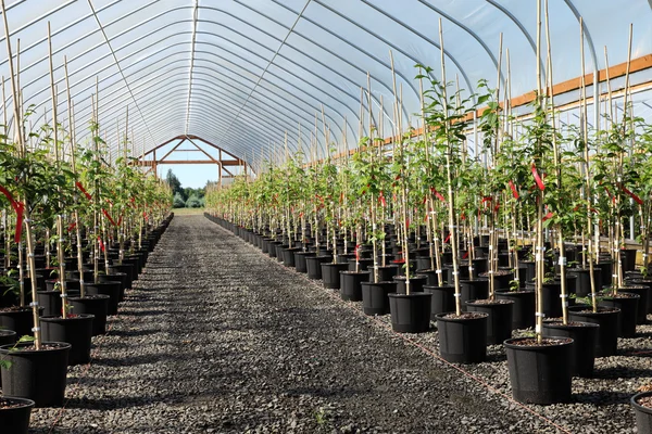 Pépinière de plantes de serre, Oregon — Photo