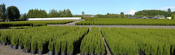 Oregon nurseries, panorama. — Stock Photo, Image