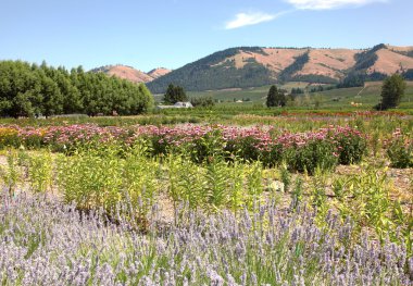 Hood river oregon Bahçe ve tepeler.