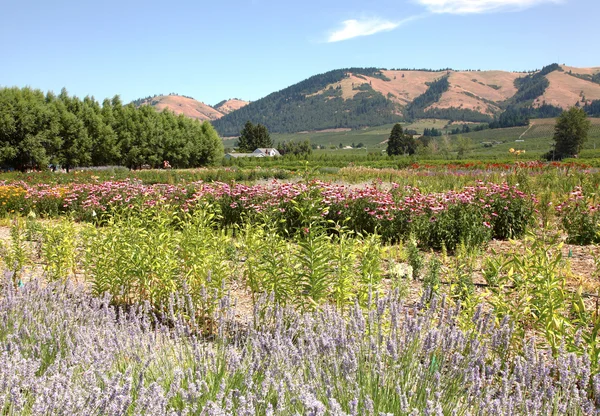 stock image Hood River Oregon garden and hills.