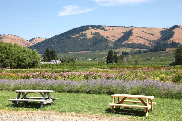 stock image Picnic tables and flower garden.