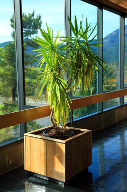 Indoor plant at Bonneville, Oregon. clipart