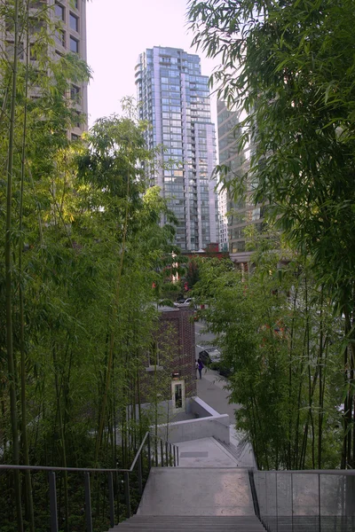 Бамбуковый сад и ступеньки в Ванкувере . — стоковое фото
